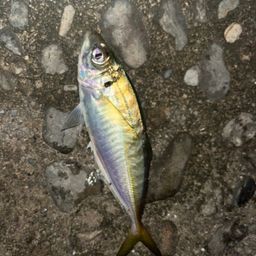 アジ