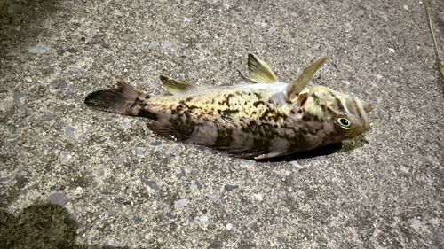 ソイの釣果