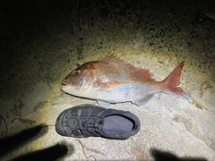 タイの釣果
