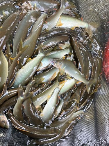 アユの釣果