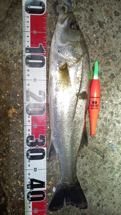 フッコ(マルスズキ)の釣果