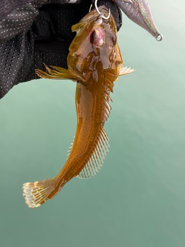 アナハゼの釣果