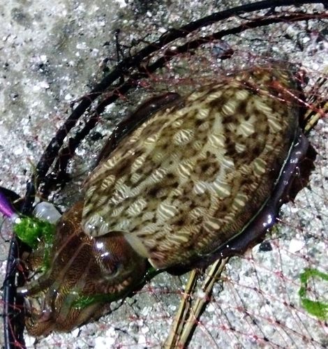 コウイカの釣果