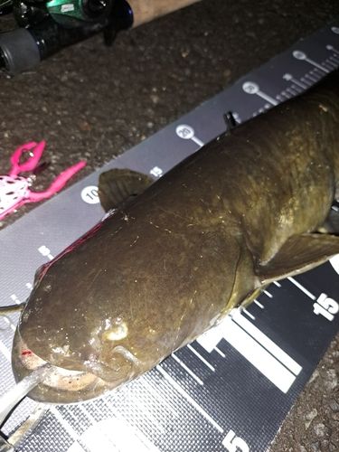 ナマズの釣果