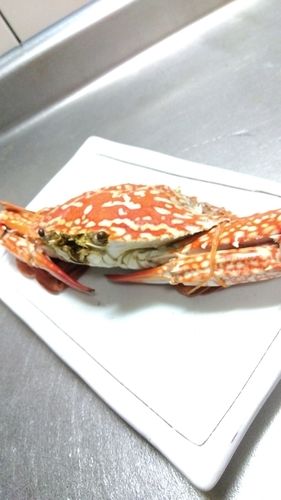 タイワンガザミの釣果