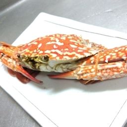 タイワンガザミ