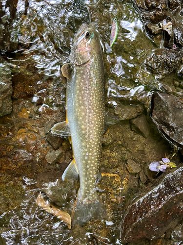 イワナの釣果