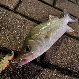 セイゴ（マルスズキ）