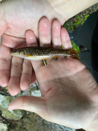 タカハヤの釣果