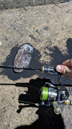 コウイカの釣果