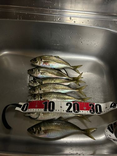 アジの釣果