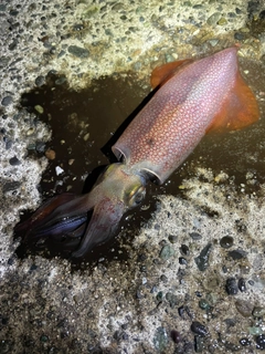 メトイカの釣果