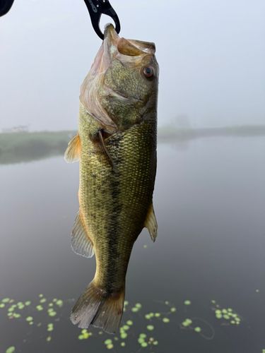 ラージマウスバスの釣果