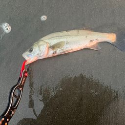 セイゴ（マルスズキ）