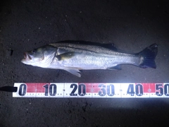 セイゴ（マルスズキ）の釣果
