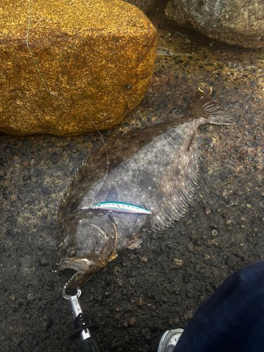 ヒラメの釣果