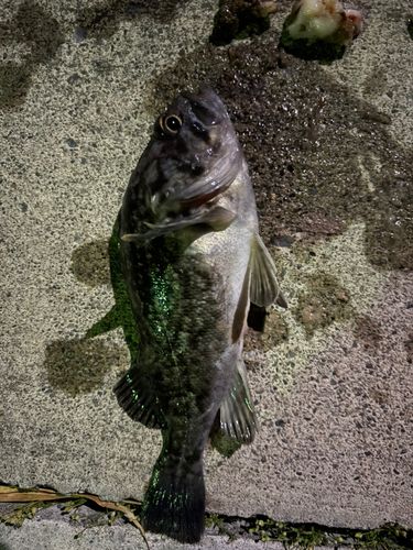 ソイの釣果