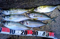 アジの釣果