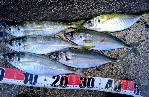 アジの釣果