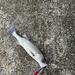 セイゴ（マルスズキ）