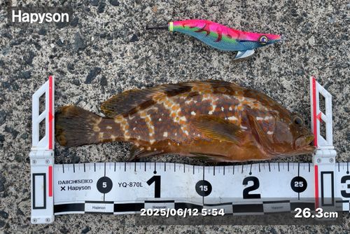 キジハタの釣果