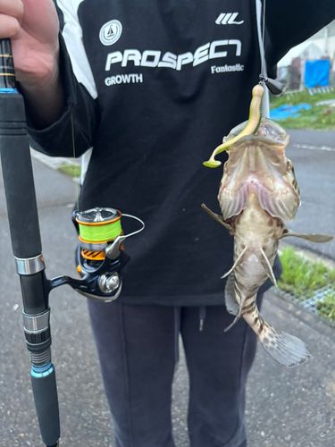 キジハタの釣果