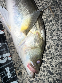 シーバスの釣果