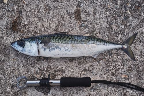 サバの釣果