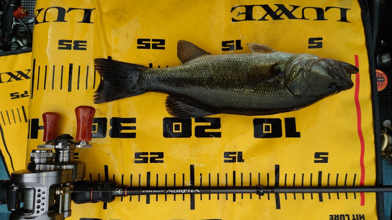 ラージマウスバス