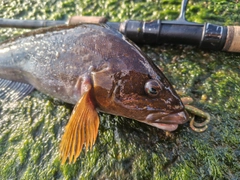 アイナメの釣果