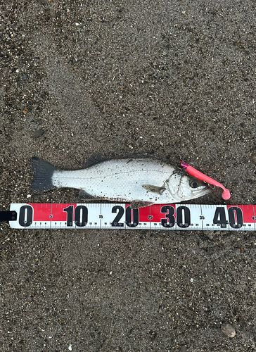 フッコ（ヒラスズキ）の釣果