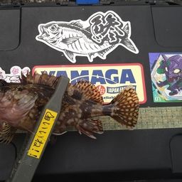 カサゴ