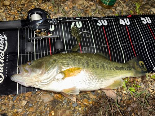 ブラックバスの釣果