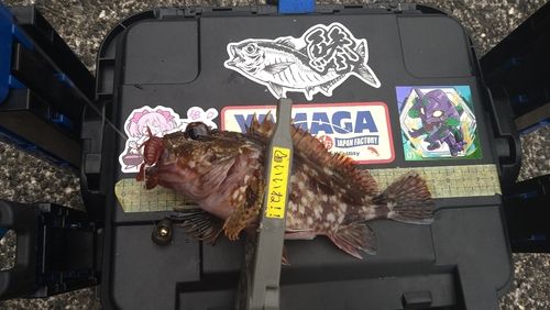 カサゴの釣果