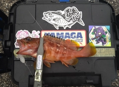 アカハタの釣果
