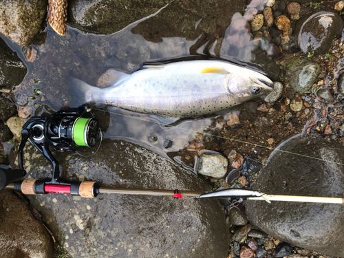 アマゴの釣果