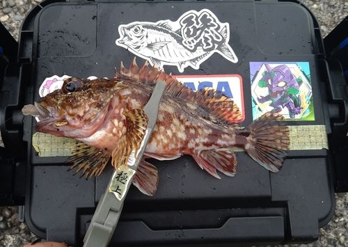 カサゴの釣果