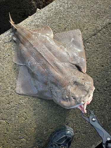 カスザメの釣果