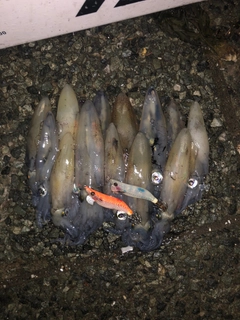 マメイカの釣果