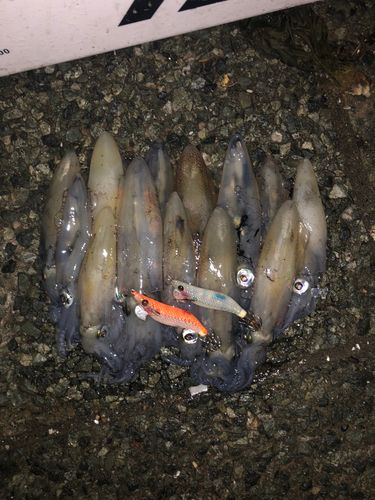 マメイカの釣果