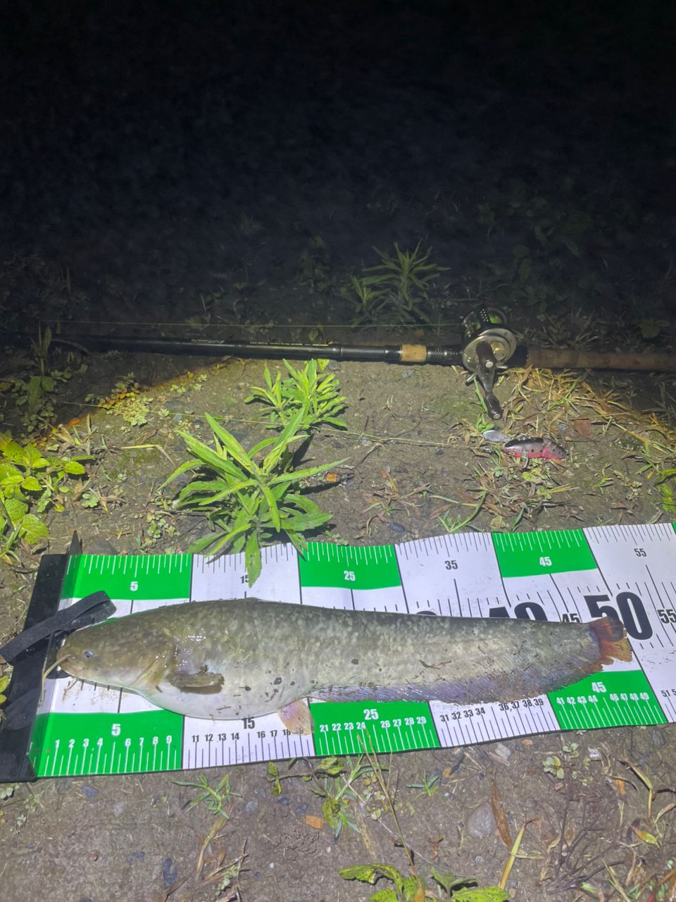 アメリカナマズ