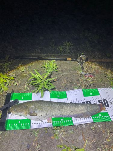 アメリカナマズの釣果