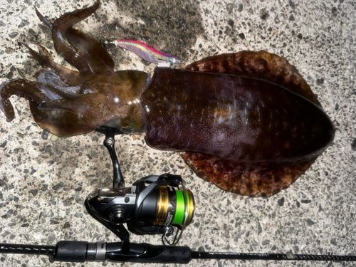 アオリイカの釣果