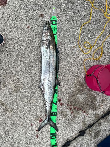 サワラの釣果