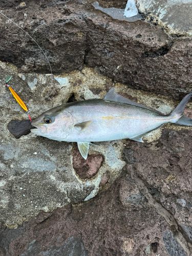 カンパチの釣果