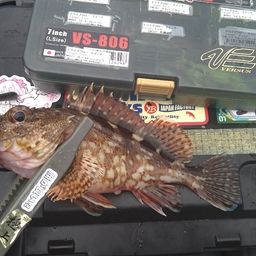 カサゴ