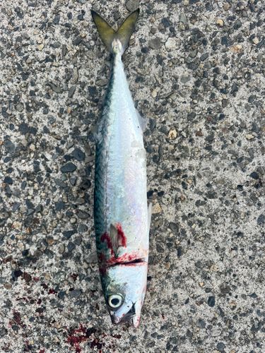 サバの釣果