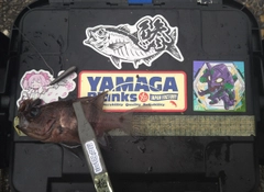 ヨコスジイシモチの釣果