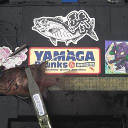 ヨコスジイシモチ