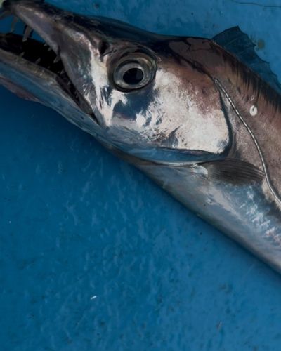タチウオの釣果